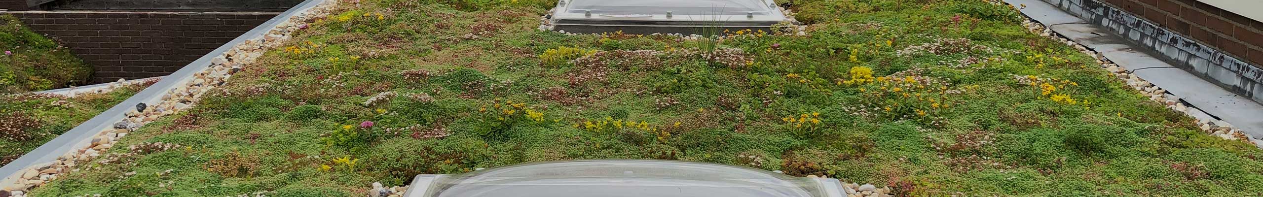 Sedum Specialist groen dak achtergrond