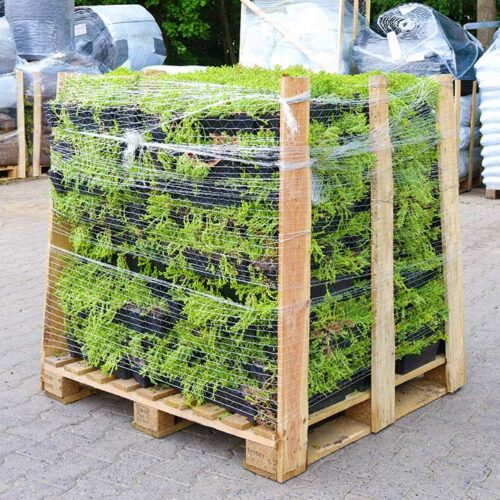 Sedumtrays cassettes op pallet voor groen dak