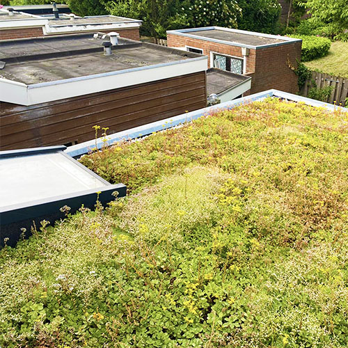sedum-roof