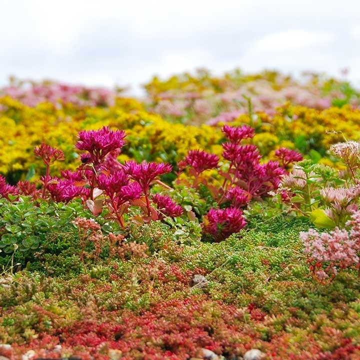 intensief groendak sedummatten biodiversiteit