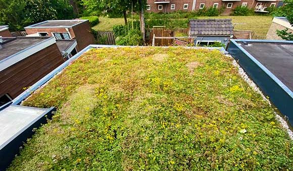 sedum kopen groen dak plaatsen woonhuis