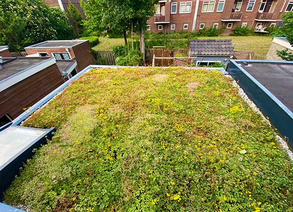 sedum kopen groen dak plaatsen woonhuis