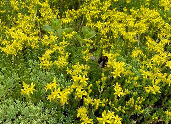 sedum kopen groen dak schuur woonhuis