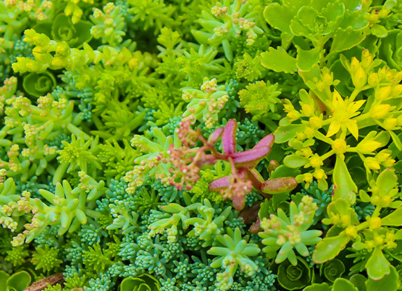 Sedum soorten