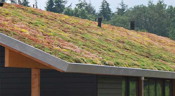 sedummatten kopen voor uw sedum roof