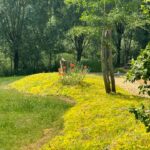 sedum planten in de tuin uitgelicht