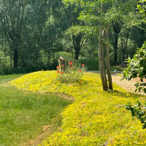 sedum planten in de tuin uitgelicht