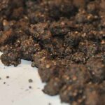 Substraat voor wortelen Sedum