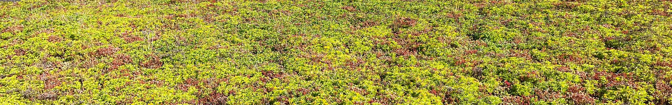 Sedummat op dak of in de tuin