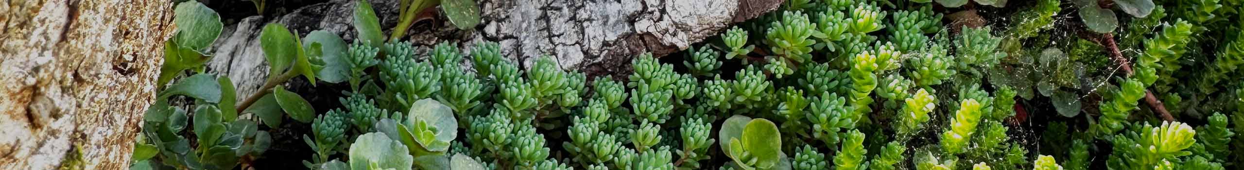 Onderhoud groen dak en sedumdak België