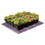 Sedum cassette inclusief beschermdoek