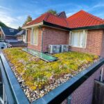 Sedumdak in Bloei gemeente Gent