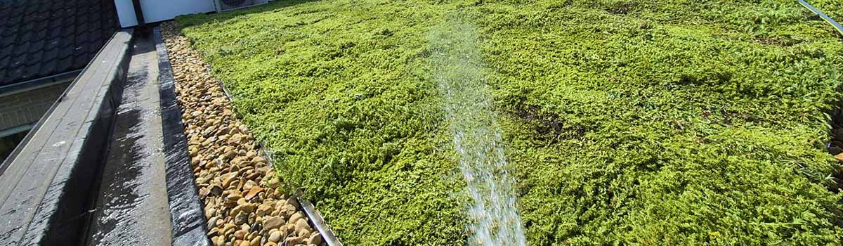 Net-aangelegd-sedumdak-water-geven Net aangelegd sedumdak water geven
