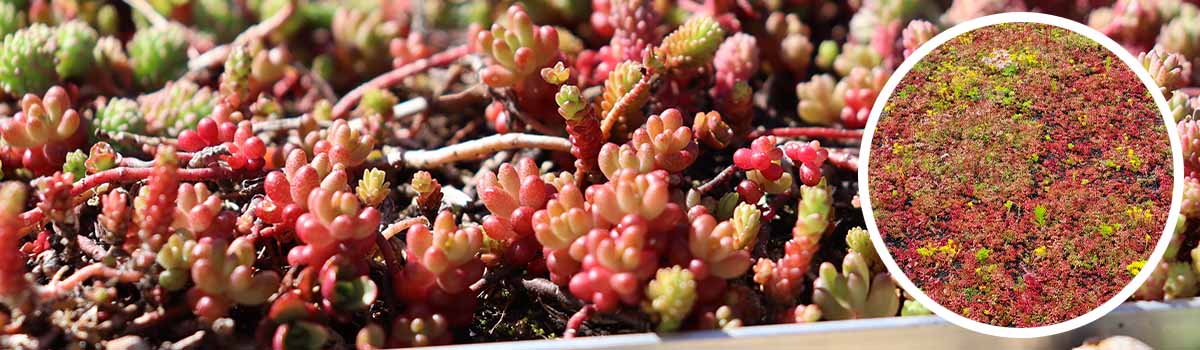 Sedum-in-hitte-stress-door-te-weinig-water